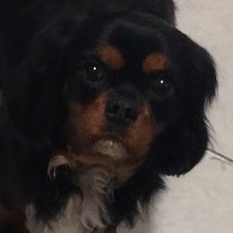 Cavalier King Charles Spaniels, Cavapoos, and Poodles from Marta's Cavaliers