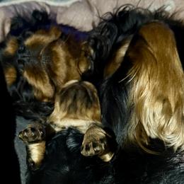 Cavalier King Charles Spaniels from Pretty Prairie Cavaliers