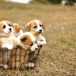 Pembroke Welsh Corgi Puppies from Hill Country Corgis