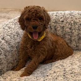 Yellow Collar - Red  female Poodle puppy in Orange, Connecticut from Shamrock’s Poodles