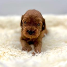 Cupcake - Red female Cavapoo puppy in La Vernia, Texas from Texas Teddy Bears