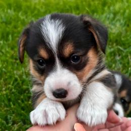 Pembroke Welsh Corgi Puppies from Lindsey's Pembroke Welsh Corgis