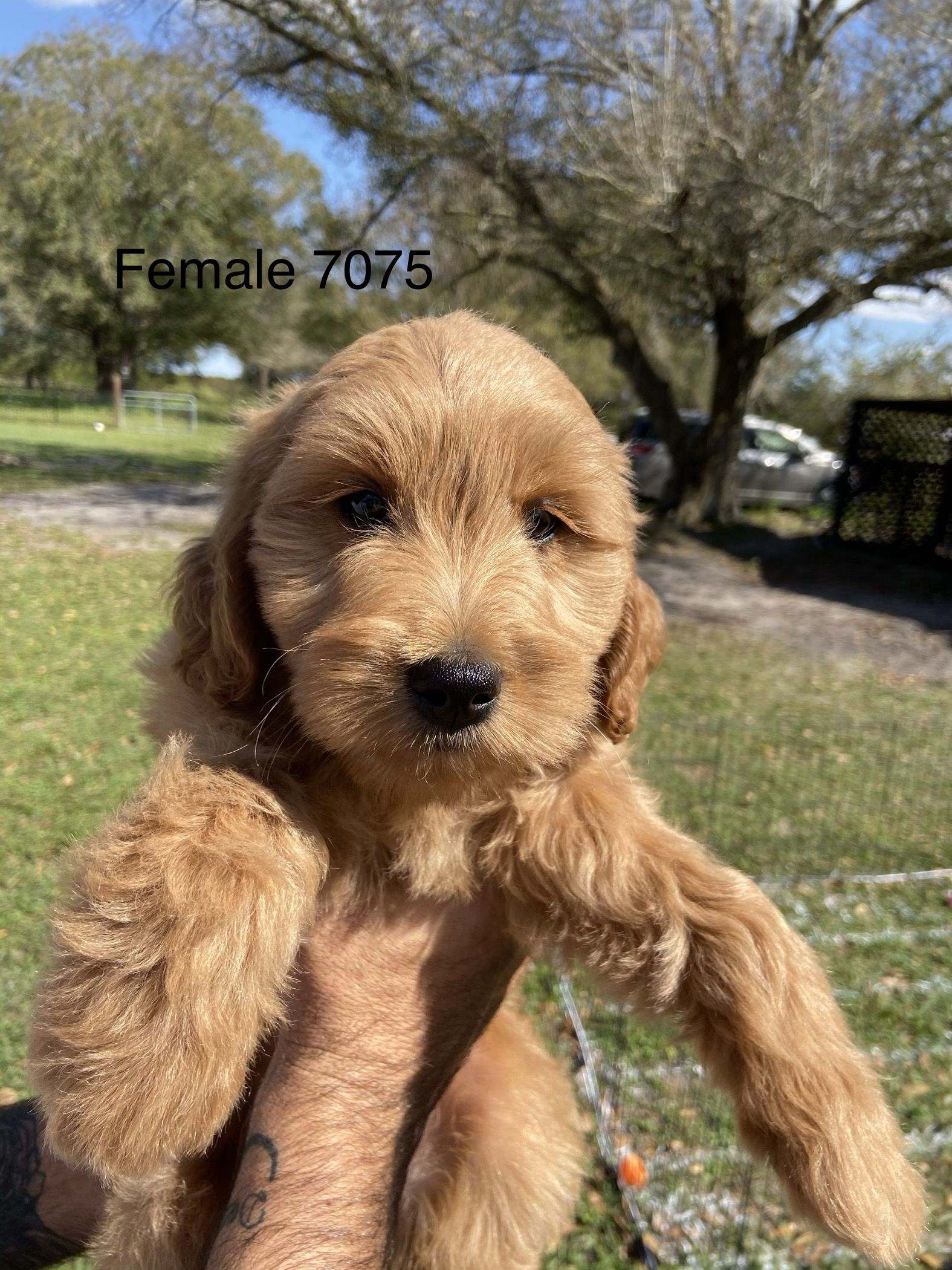 Southern goldendoodles hot sale