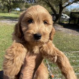 Goldendoodle Puppies from knuDawn Southern Goldendoodles and K9 Training