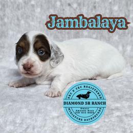 JAMBALAYA - Piebald male Dachshund puppy in Columbia, Louisiana from Diamond 5R Ranch AKC & CKC Miniature Dachshunds