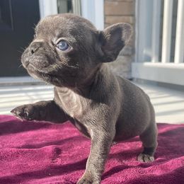 French Bulldogs and Yorkshire Terriers from Twinkle Paws Frenchies and Yorkies