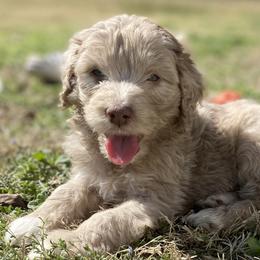 Aussiedoodles, Cavalier King Charles Spaniels, and Cavapoos from Shelby Paws