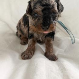 Banner - Blue merle male Bernedoodle puppy in Jacksonville, Florida from Autumn's Aussies