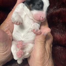 Black Tri Parti Male - Black and white male Aussiedoodle puppy in Campbell, California from Mini AussieDoodle Puppies