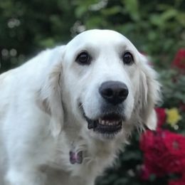 Eva - Golden Retriever