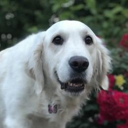 Eva - Golden Retriever