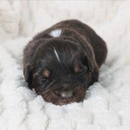 Boy 3 - Red tri-color male Australian Shepherd puppy in Yakima, Washington from Naches Heights Ranch