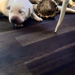 Green Collar - Yellow male Labrador Retriever puppy in Nampa, Idaho from Gem State English Labrador Retrievers