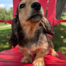 Yahtzee - Cream male Dachshund puppy in Michigan from Hidden Haven Dachshunds