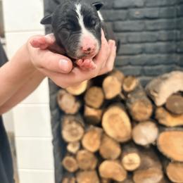 Lo'ak - Black and white male Border Collie puppy in Taylor, Arizona from Vowell Farm Border Collies