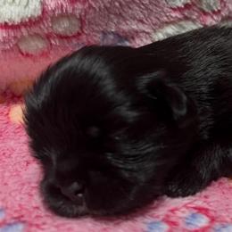 Stormy - Black female Shih Tzu puppy in Hemet, California from Aloha Shih Tzu