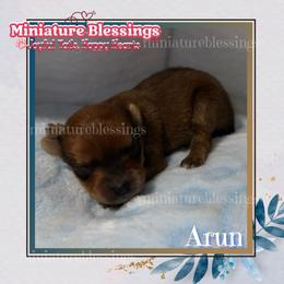 Arun - Chocolate tan and white male Biewer Terrier puppy in Asheville, North Carolina from Miniature Blessings