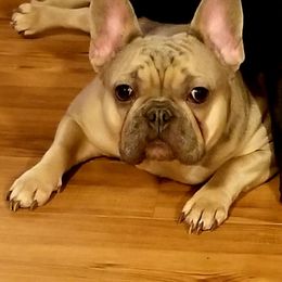French Bulldogs from Holcomb's French Bulldogs