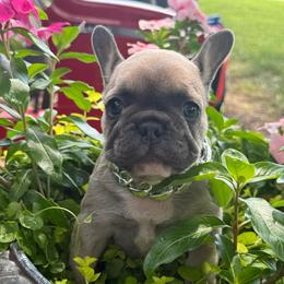 Rocko - Blue male French Bulldog puppy in Taylorsville, North Carolina from SilverLining highlands and hounds