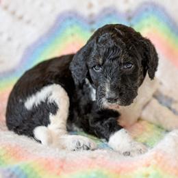 Timber - Parti male Goldendoodle puppy in Idaho Falls, Idaho from High Quality Goldendoodles