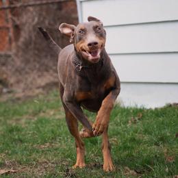 Ivana - Doberman Pinscher