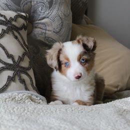 Miniature Australian Shepherd and Toy Australian Shepherd Puppies from KangaRoos Little Aussies