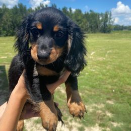 Dachshund Puppies from Suwannee River Doxies