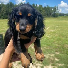 Dachshund Puppies from Suwannee River Doxies