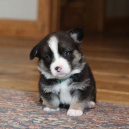 Squirrel - Black and tan male Pembroke Welsh Corgi puppy in Fair Grove, Missouri from Cross D Ranch Corgis