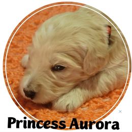 Goldendoodle Puppies from Magical Goldendoodles of Pioneer Valley, MA