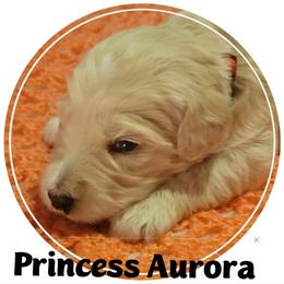 Goldendoodle Puppies from Magical Goldendoodles of Pioneer Valley, MA