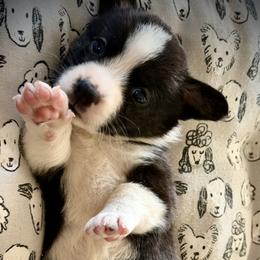 Cardigan Welsh Corgi Puppies from DnD Corgis