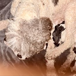 Chestnut - Parti male Poodle puppy in Meadowbrook, California from Standard Poodle Pups