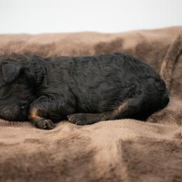 Birdie Sable girl - Sable female Goldendoodle puppy in Lafayette, Alabama from Sweethaven Kennels