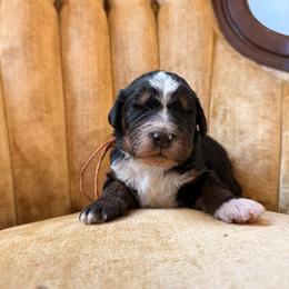Alps - Tri-color male Bernedoodle puppy in Fort Meade, Florida from Baldwin Dood Ranch