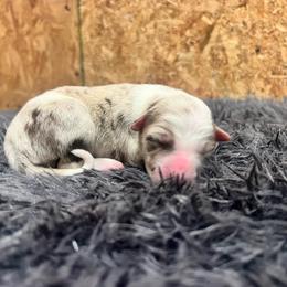 Ember - Red merle female Border Collie puppy in Dunnellon, Florida from A&S Border Collies