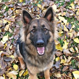 Java - German Shepherd