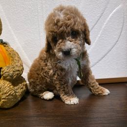 Tobie - Apricot male Goldendoodle puppy in Bristol, Tennessee from Brasingtondoodles