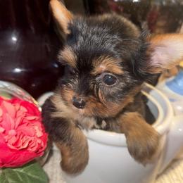 Girl 2 - Black and gold female Yorkshire Terrier puppy in Taylorsville, North Carolina from SilverLining highlands and hounds