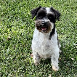 Lucky - Miniature Schnauzer