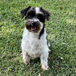 Lucky - Miniature Schnauzer