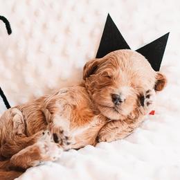 Bernedoodle and Goldendoodle Puppies from Hommel’s Mini Darling Doodles
