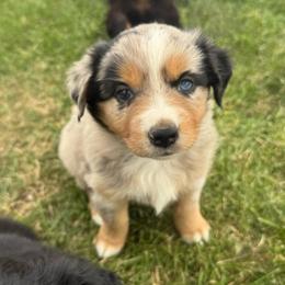 Biscutti - Blue merle female Miniature Australian Shepherd puppy in Medical Lake, Washington from MAS Gone Rogue