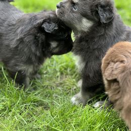 Finnish Lapphund Puppies from Tulikettu Kennel