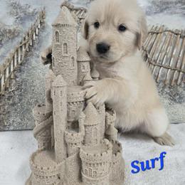 Surf - Light golden male Golden Retriever puppy in Marietta, Oklahoma from Dogs of Diamond B