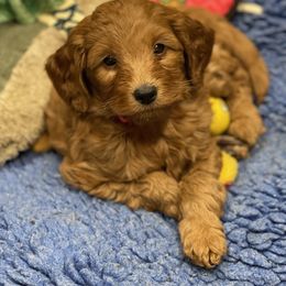 Goldendoodle Puppies from Coal Country Doodles