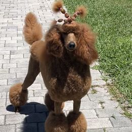 Poodles from Ariella Standard Poodles & Chinese Cresteds