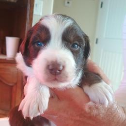 Puppy 3 - Red tri-color female Australian Shepherd puppy in Mayer, Arizona from Ms Priss Aussies