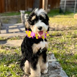 Maile - Bernedoodle
