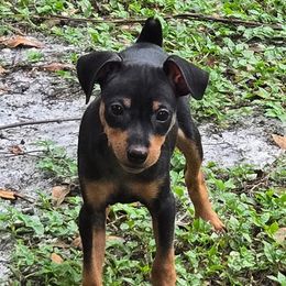 Male puppy - Black and tan male Miniature Pinscher puppy in Mulberry, Florida from Keltic Kennels Miniature Pinschers